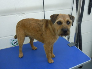 Dog Gallery - Border Terrier dog grooming