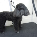 Dog Gallery - Minature Poodle Dog Grooming